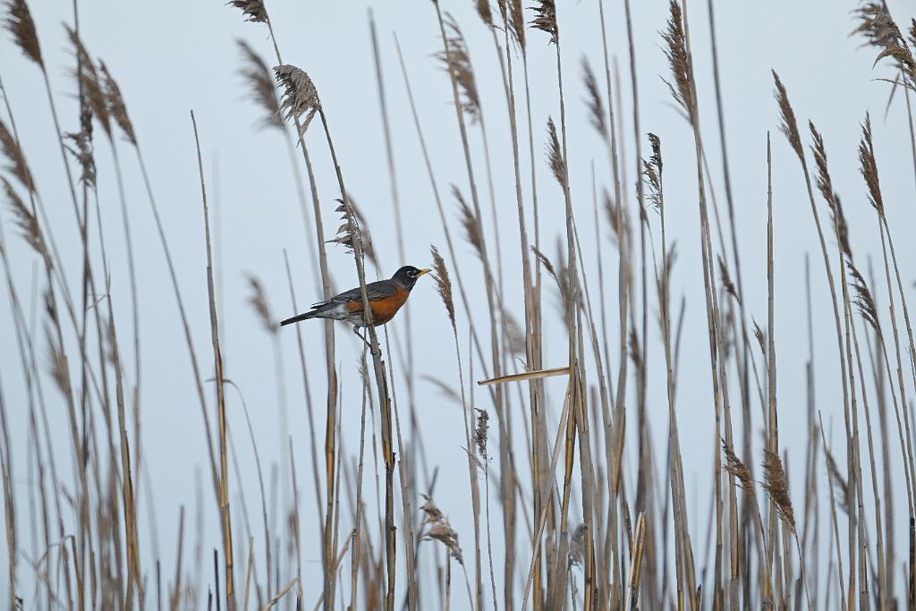 2025-05128107 Parker River NWR, MA.JPG - American Robin. Parker River National Wildlife Refuge, MA, 5-12-2025